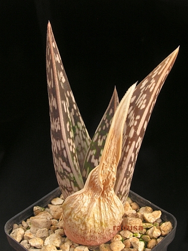 Aloe variegata, Grünau   JM.jpg