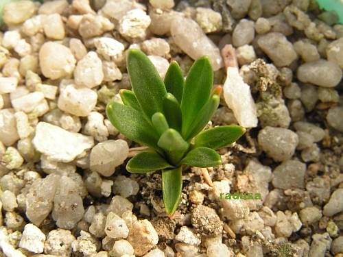 Lewisia brachycalyx.jpg