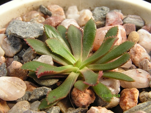 Lewisia cantelovii.jpg