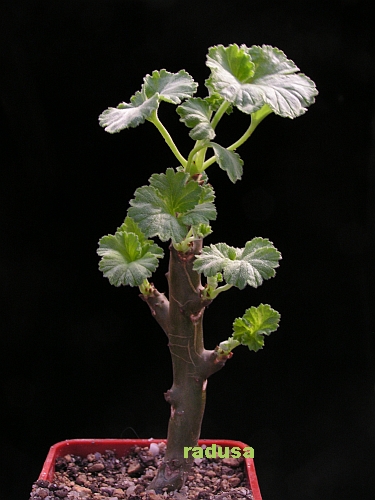 Pelargonium echinatum.jpg