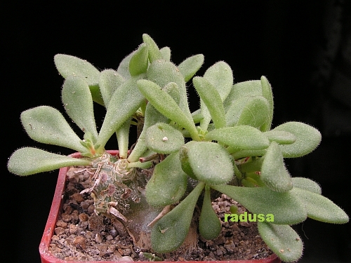 Tylecodon albiflorus, Montagu.jpg