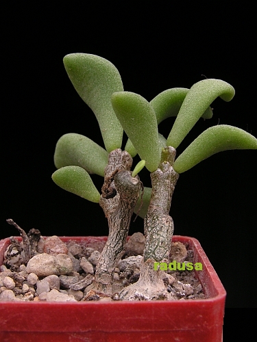 Tylecodon sp. 2.jpg