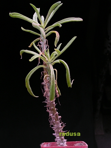 Tylecodon sp..jpg