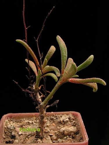 Tylecodon stenocaulis, Doornrivier.jpg