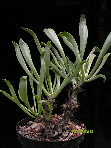 Tylecodon ventricosus, VanRhyn Pass.jpg