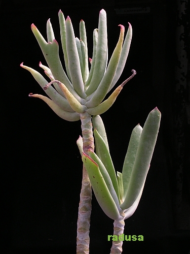 Cotyledon campanulata.jpg