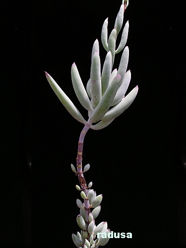 Cotyledon orbiculata.jpg