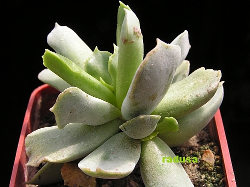 Cotyledon sp., 20km NE of New Bethesda, RSA.jpg