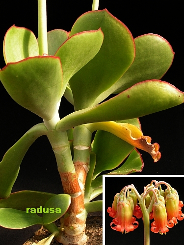 Cotyledon velutina.jpg