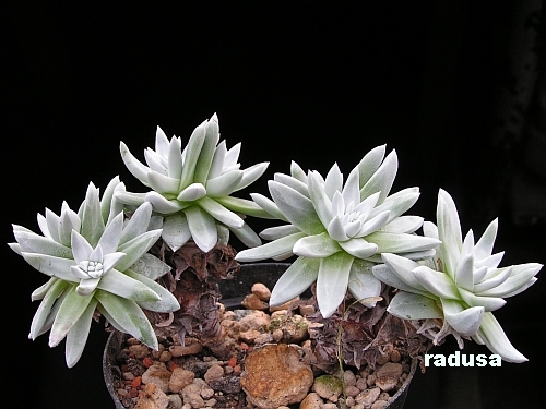 Dudleya gnoma.jpg