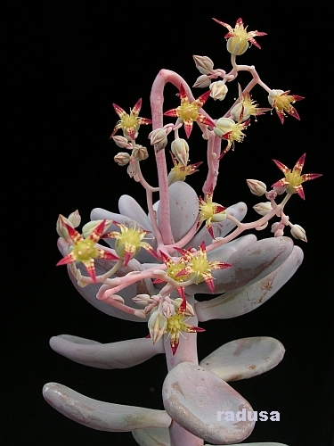 Graptopetalum amethystinum.jpg