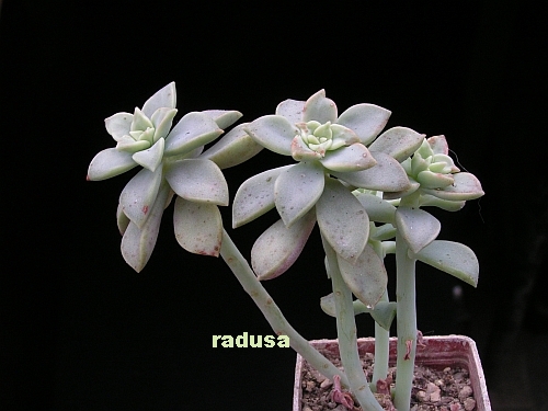 Graptopetalum paraguayense ssp.bernalense.jpg