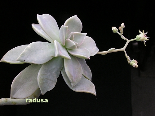 Graptopetalum paraguayense.jpg