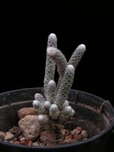 Avonia prominens, Harras.jpg