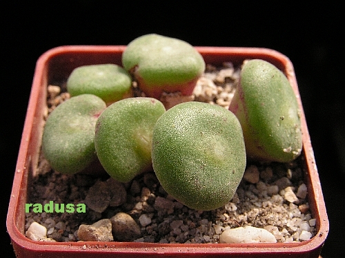 Conophytum ernstii.jpg