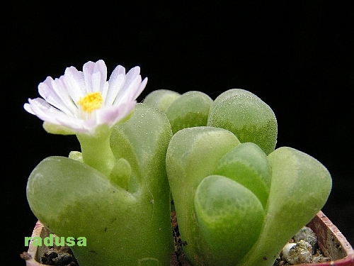 Conophytum longum.jpg