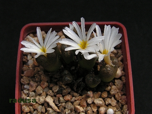 Conophytum pellucidum.jpg