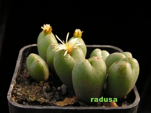 Conophytum uviforme.jpg