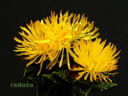 Faucaria cradockensis