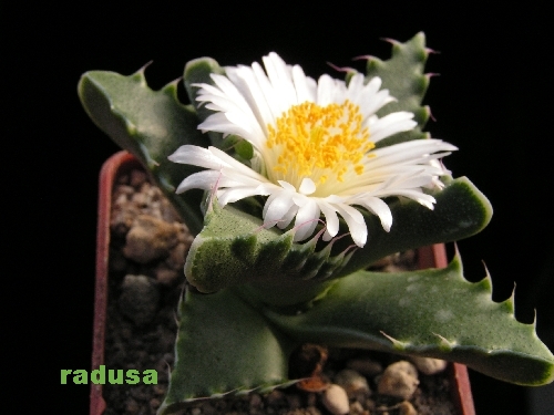 Faucaria felina (syn. candida)