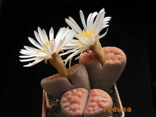 Lithops karasmontana v. tischeri