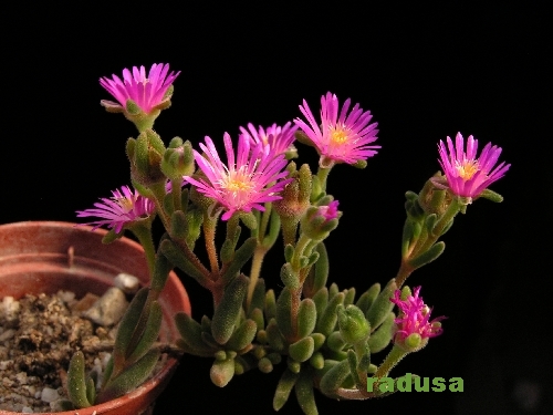 Delosperma aberdeenense