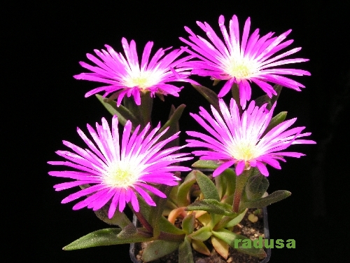 Delosperma ashtonii