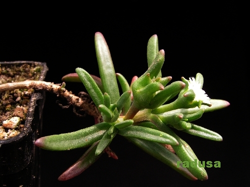 Delosperma bosseranum