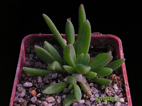 Delosperma dyeri