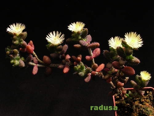 Delosperma echinatum