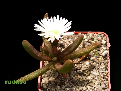 Delosperma esterhuiseniae