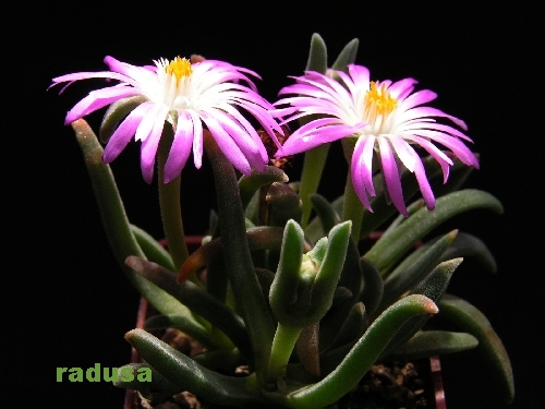 Delosperma harazianum