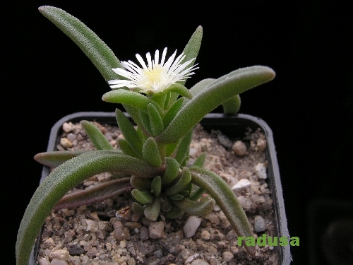 Delosperma herbeum