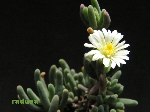 Delosperma nakurense