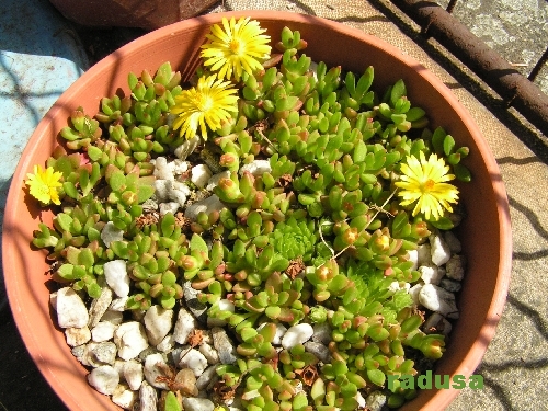 Delosperma nubigenum