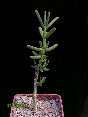 Delosperma pageanum