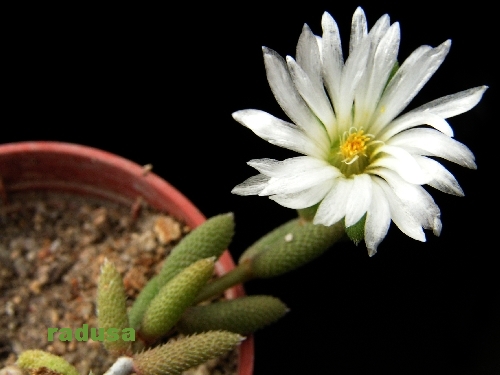 Delosperma sp., Koeniesromrivier