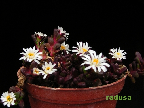 Delosperma sp., Sani Pass