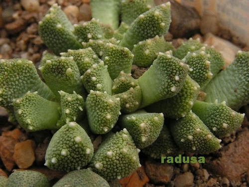 Aloinopsis luckhoffii, CM 38