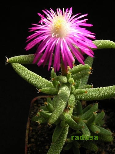 Trichodiadema rogersiae