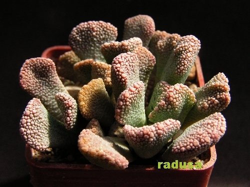 Titanopsis calcarea (fulleri)