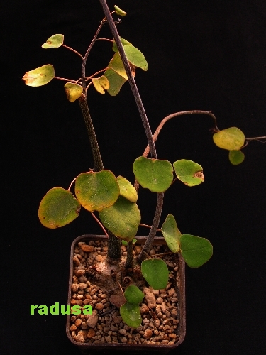 Adenia firingalavesis   JM