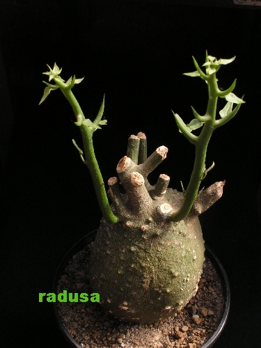 Adenia globosa   JM