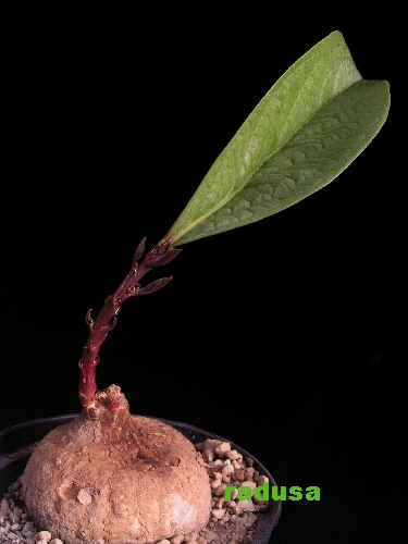 Adenia goetzei   JM