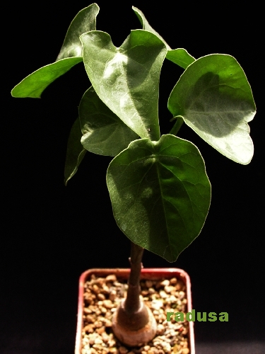 Adenia hastata   JM