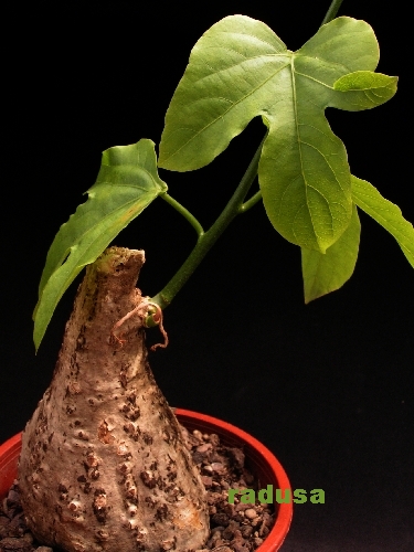 Adenia heterophylla