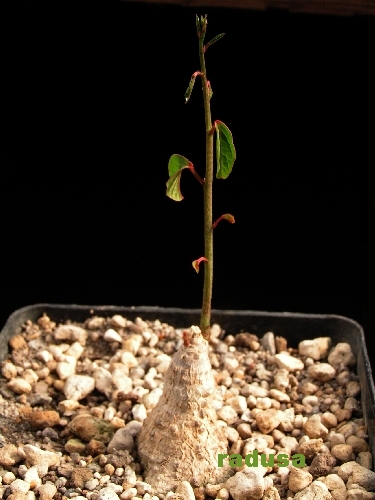 Adenia lanceolata ssp. scheffleri