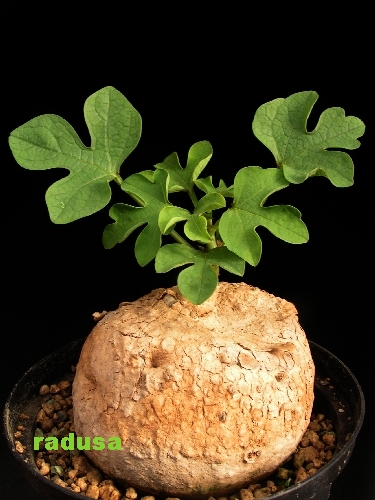 Adenia racemosa