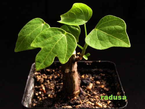 Adenia sp., Mts. de Francaise, Madagascar