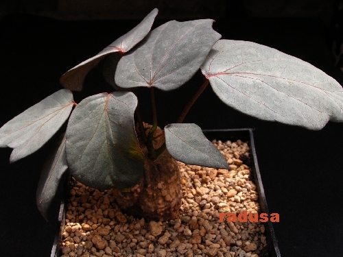 Adenia stylosa, Ankarana, Madagascar